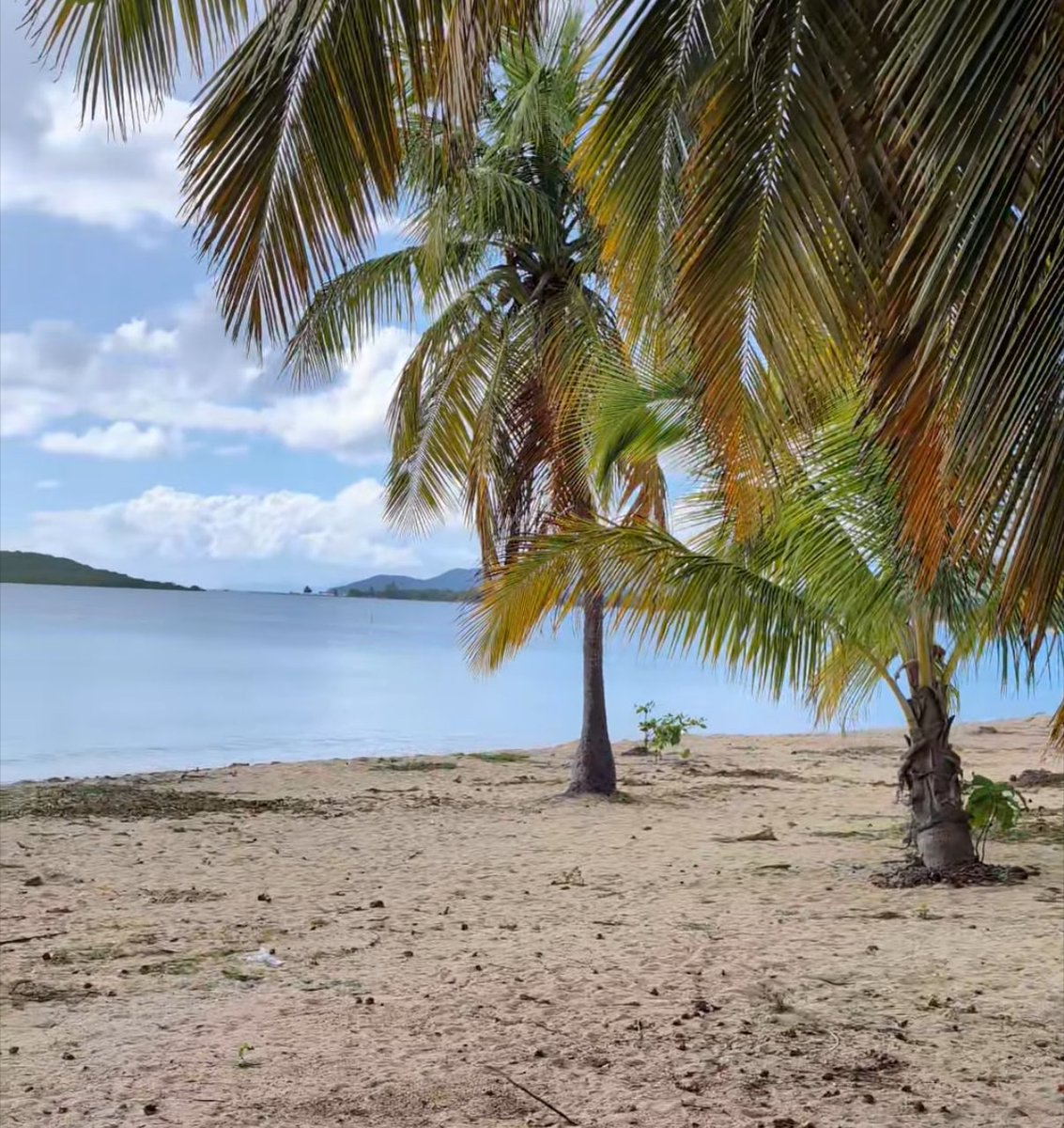 My Forsyth tweet media