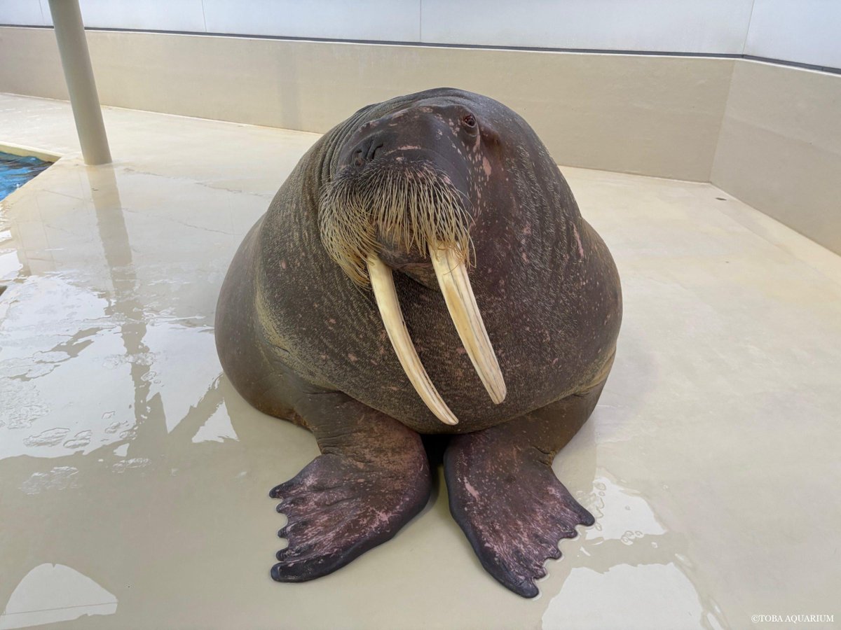 今年も一年ありがポウ！！！: 今年はセイウチのポウちゃんが鳥羽水族館にやってきて20年になりました！   鳥羽水族館到着時は、こんなに小さかったポウちゃんも 12/30現在の体重が1386.5kgと、ポウちゃん史上最重量となりました👏 &amp;n dlvr.it/TQ4p03