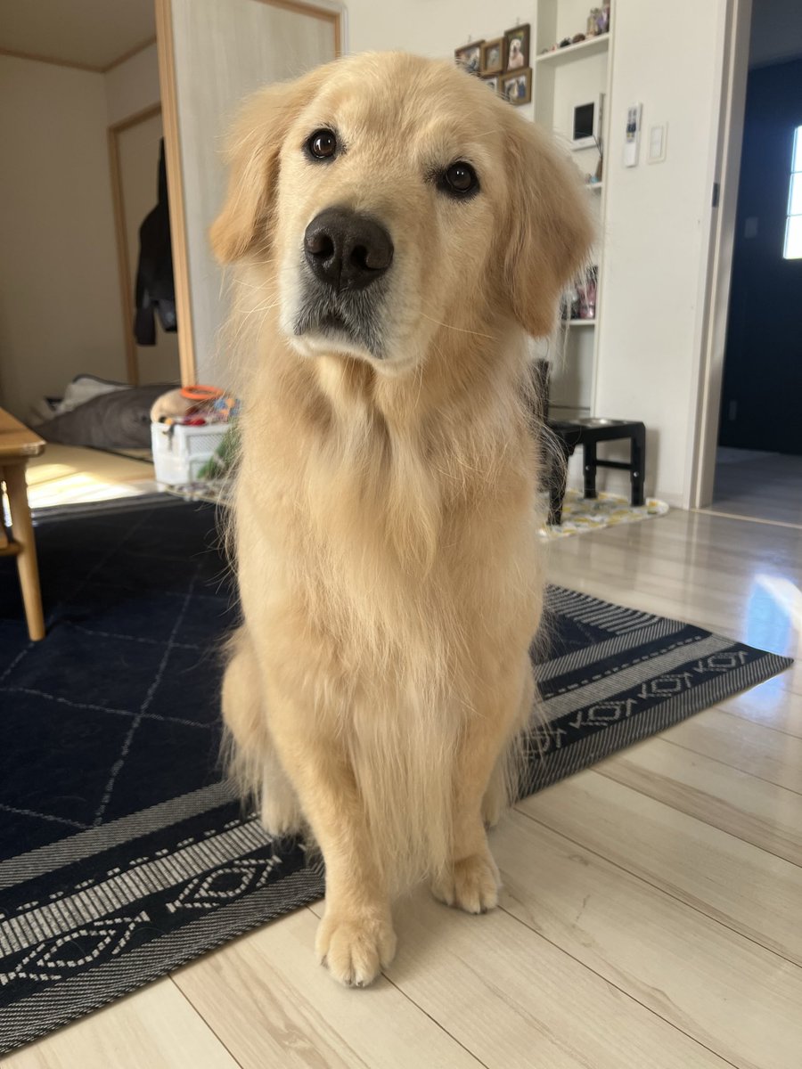 \今年最後のボクです！/

年末は全国の犬達が洗われているなか、我が家も例外ではなく…🫢
綺麗さっぱり洗い納めました🛁

2025年のいなり家、良い事も悪い事もたっくさんありましたが…家族みんな無事に元気に年を越せそうです💫

それでは皆様、良いお年を👋🏻
来年もよろしくお願いします🐎