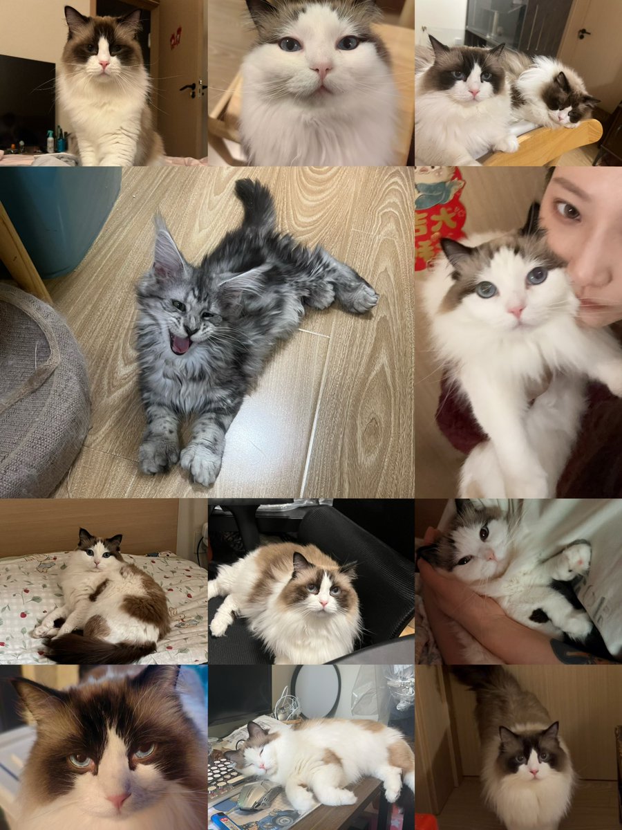 老郑睡不醒 tweet media