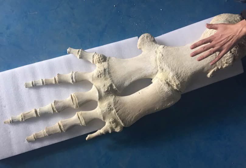 กระดูกครีบหน้าของวาฬที่มีลักษณะคล้ายกระดูกมือของมนุษย์

🐋 ทำไม “กระดูกครีบวาฬ” ถึงดูเหมือนแขนมนุษย์? ภาพกระดูกครีบวาฬสเปิร์มที่ถูกแชร์ในโซเชียลทำให้หลายคนประหลาดใจ เพราะรูปร่างมันคล้าย “แขนและมือมนุษย์”

ภาพนี้มาจาก หนึ่งในวาฬสเปิร์มสองตัวเกยตื้นใกล้ท่าเรือหยางโข่ว มณฑลเจียงซู