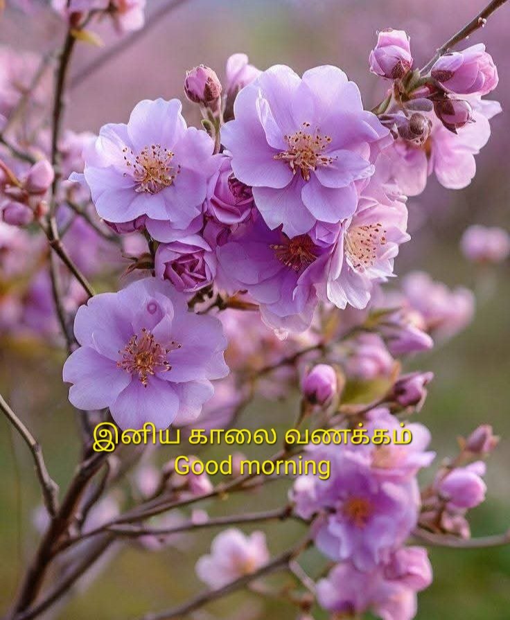 ssnesan tweet picture