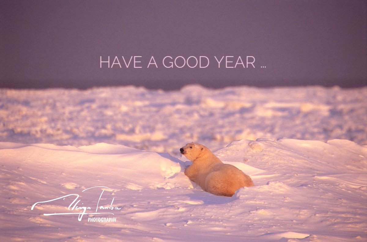 ホッキョクグマ 北極の象徴の文化史 丹葉暁弥 Amazon | ホッキョクグマ 北極の象徴の文化史 丹葉暁弥 | 地図・国旗