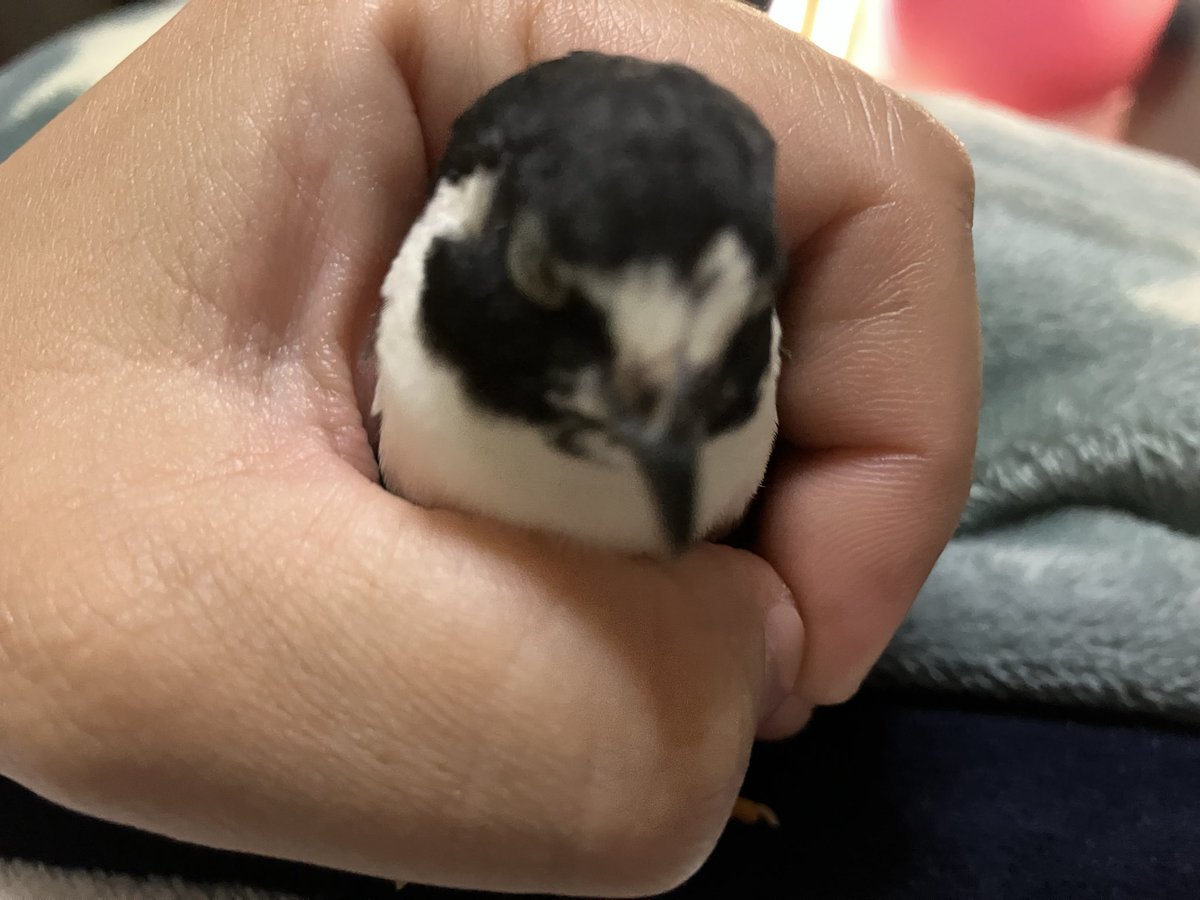 ポポチョロ🐦💨 (@1b4fc39ec9e04d3) / Posts / X