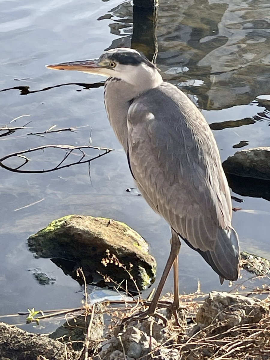 anone157's tweet photo. ラストウォーキング🚶🏿‍♂️
よいお年を🤗
#ウォーキング
#野鳥
#野良猫
#イマソラ
#よいお年を https://t.co/whFYh8RzbU