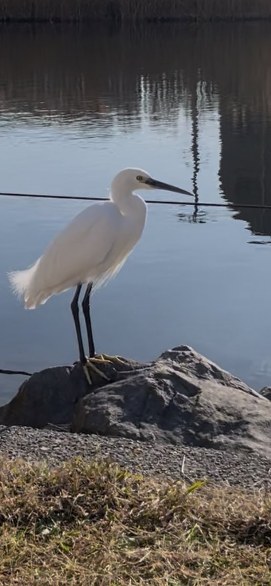 anone157's tweet photo. ラストウォーキング🚶🏿‍♂️
よいお年を🤗
#ウォーキング
#野鳥
#野良猫
#イマソラ
#よいお年を https://t.co/whFYh8RzbU