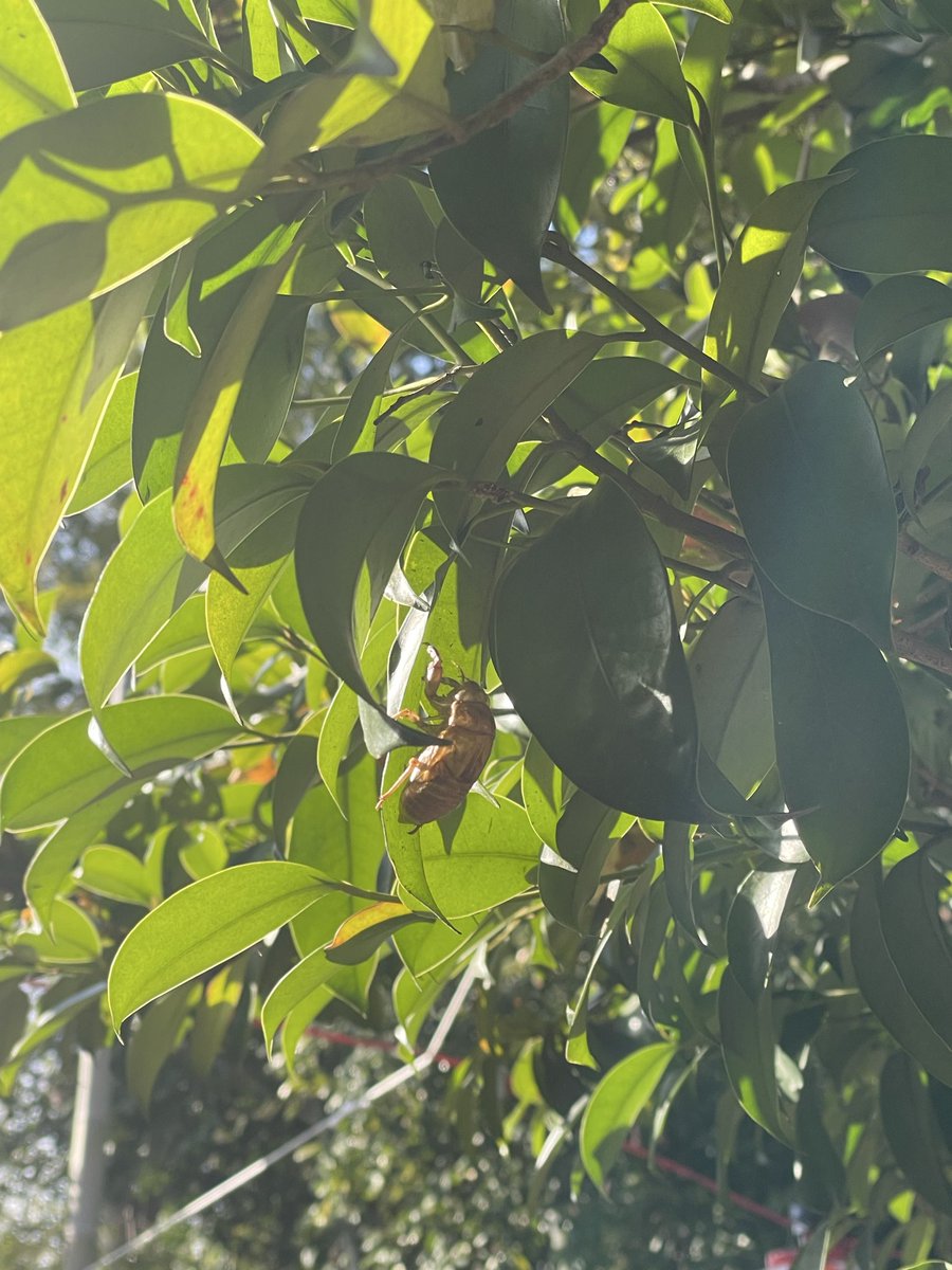 この時期に蝉の抜け殻が残ってた