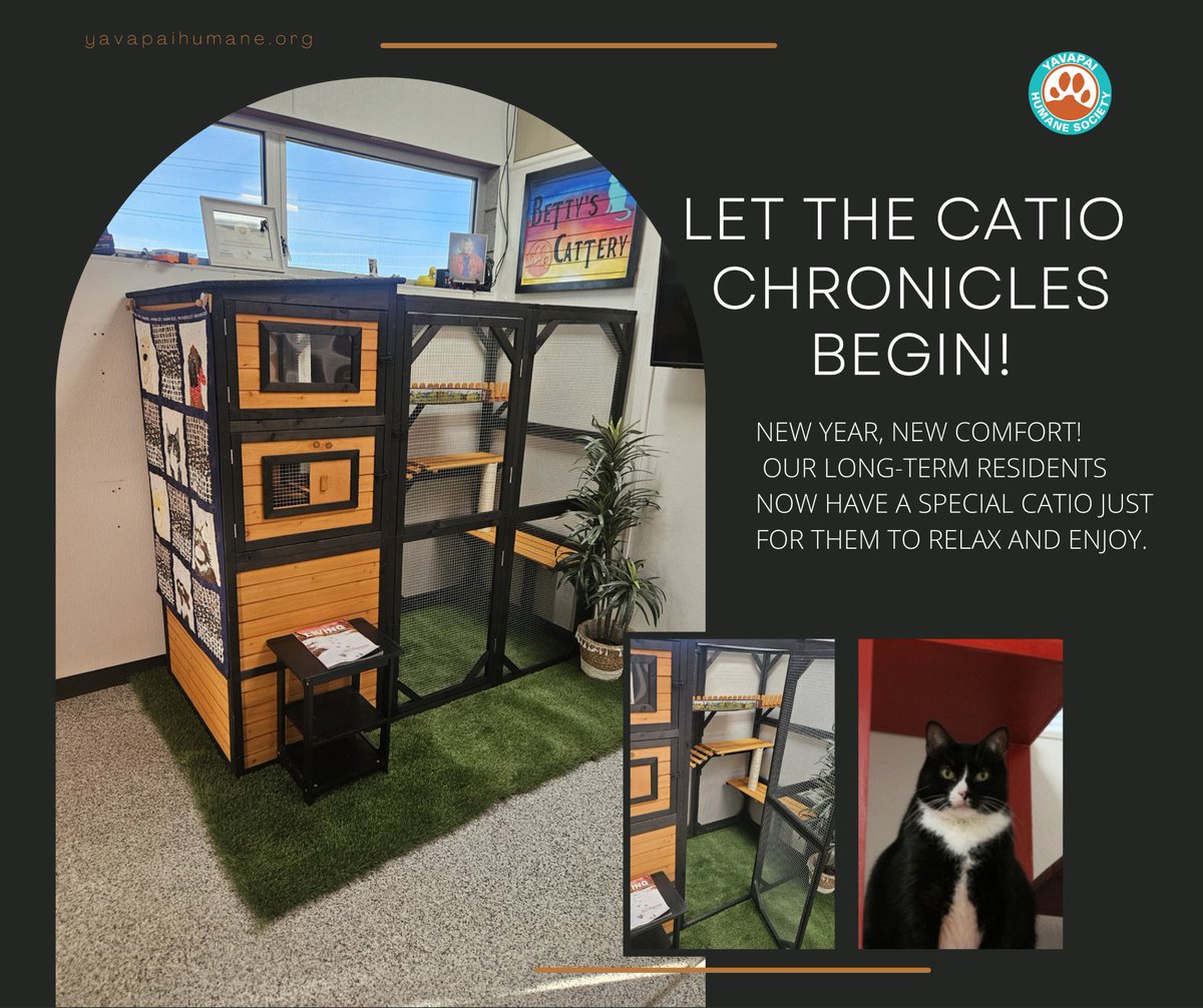YavapaiHumane's tweet photo. Catio dreams do come true 😻🌿 Our long-term cattery residents now have a cozy space to relax, explore, and enjoy a little slice of home while they wait for their forever families! 
 #AdoptDontShop #RescueCats #CatteryChronicles #ForeverHome #HappyCats https://t.co/UD0YYdORxE