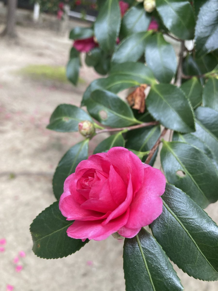 椿 imgrc0098639420.jpg