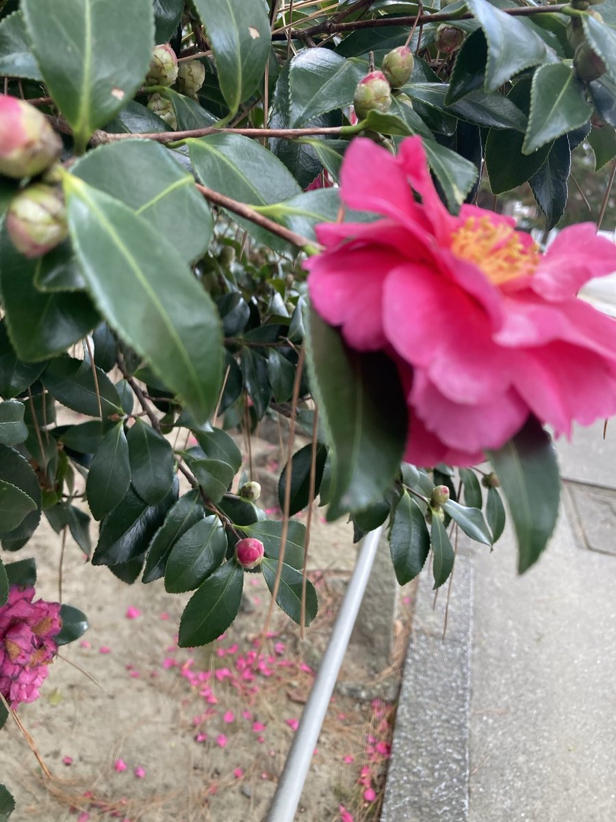 Post by alexandrejr. on X: 椿！！