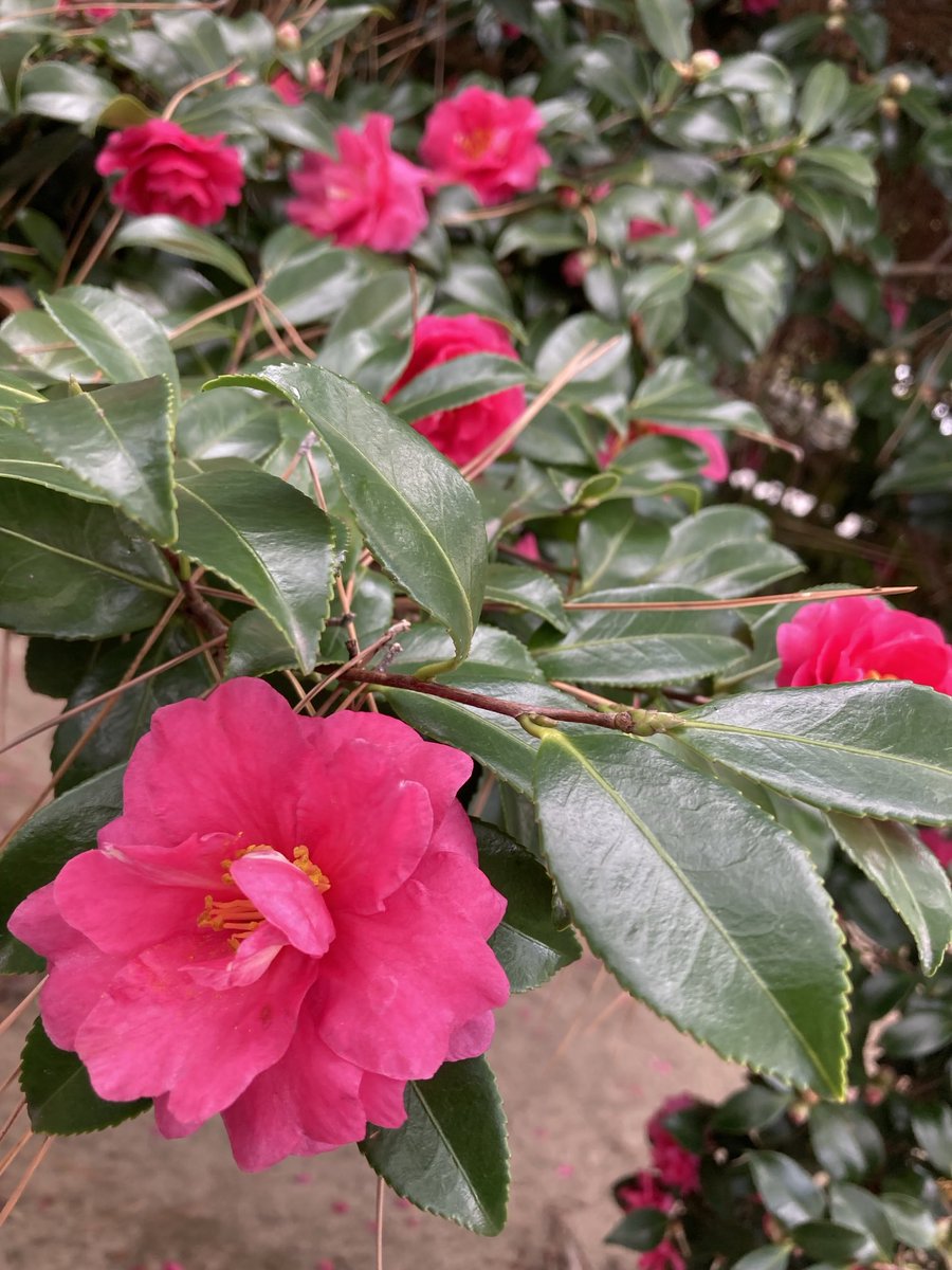 Post by alexandrejr. on X: 椿！！