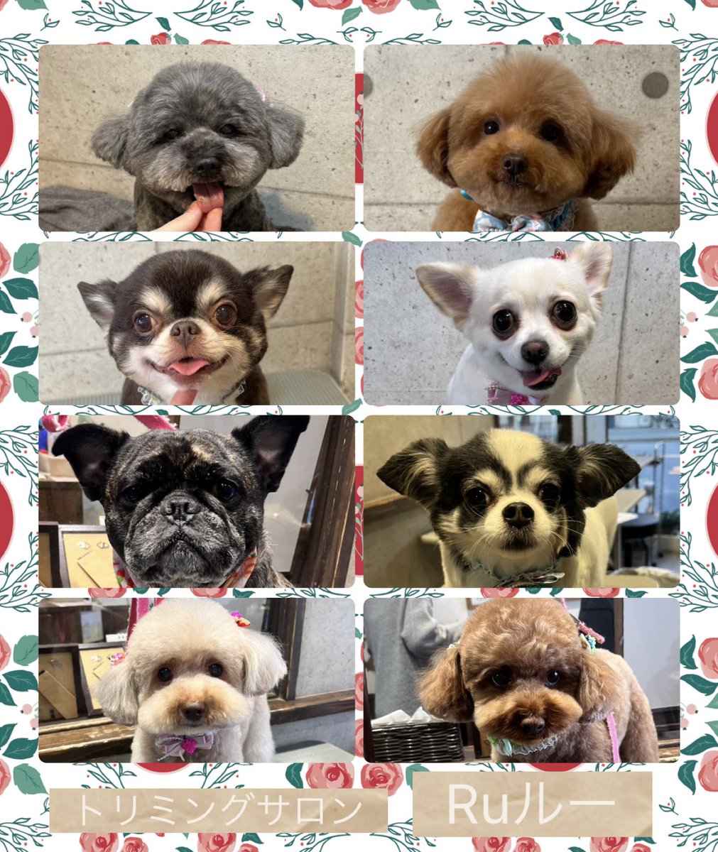 ♡トイプードルのももちゃん
♡トイプードルのテディくん
♡チワワのモコくん
♡チワワのるるちゃん
♡ハーフの小町ちゃん
♡チワワのまめたくん
♡トイプードルのかりんちゃん
♡トイプードルのラムくん
です（╹◡╹）
.
.
.

いつもありがとうございます♡
またのご来店心よりお待ちしております
.