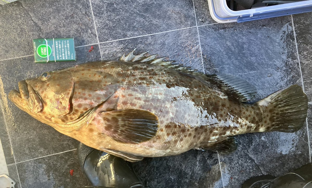 yoichi2831's tweet photo. 2月のシロアマ爆釣に始まり
白子がうますぎたマダイ
腹パンのチャイロマルハタ
自身初の1日クエ2本

2馬力でちょっと沖に出るだけで青物から高級魚まで色々釣れる三保ってほんと素晴らしいと思う

 #今年のベスト釣果を４枚で振り返る https://t.co/E33sTJkxua