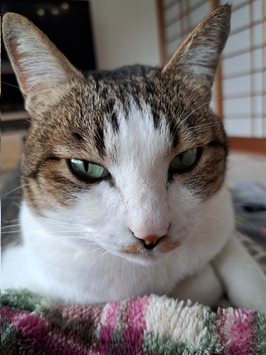 猫好きさん集まれー🐈🐈 Community on X - 20.8K Members