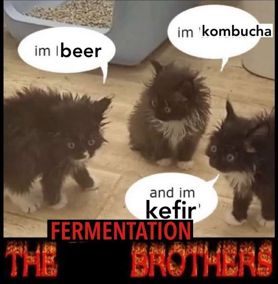 PunchingCat's tweet image. 