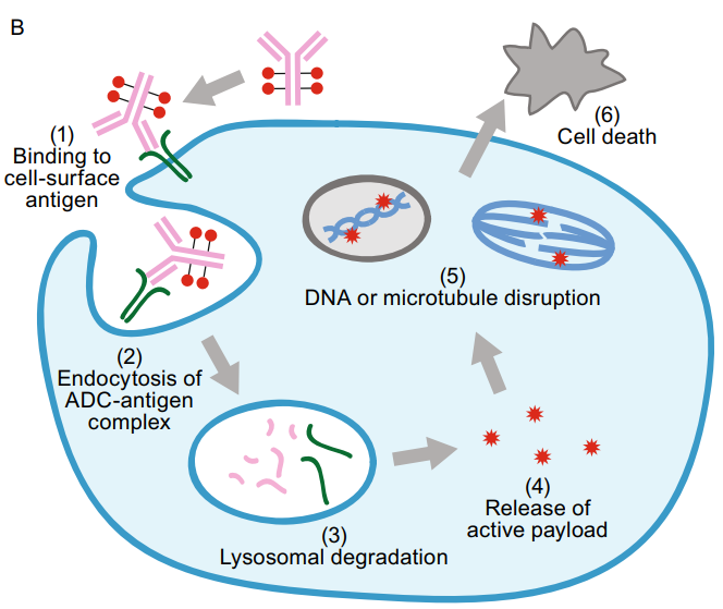 BIOKMD's tweet photo. 💊 ADCs: Precision Engineering for Cancer Therapy

By combining antibodies, smart linkers, and ultra-potent payloads, ADCs deliver targeted tumor killing with less toxicity—reshaping modern oncology. 🎯

🌐 https://t.co/Q4A6pRgLkM
🌐 https://t.co/yFDSJhnPia

#antibody #biotech https://t.co/S0qBSWEOLR