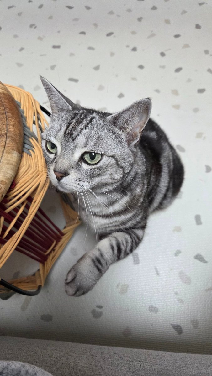 그니까 뭐 달라고 할 때 마다 앞발 올리는 건 어디서 배웠냐구