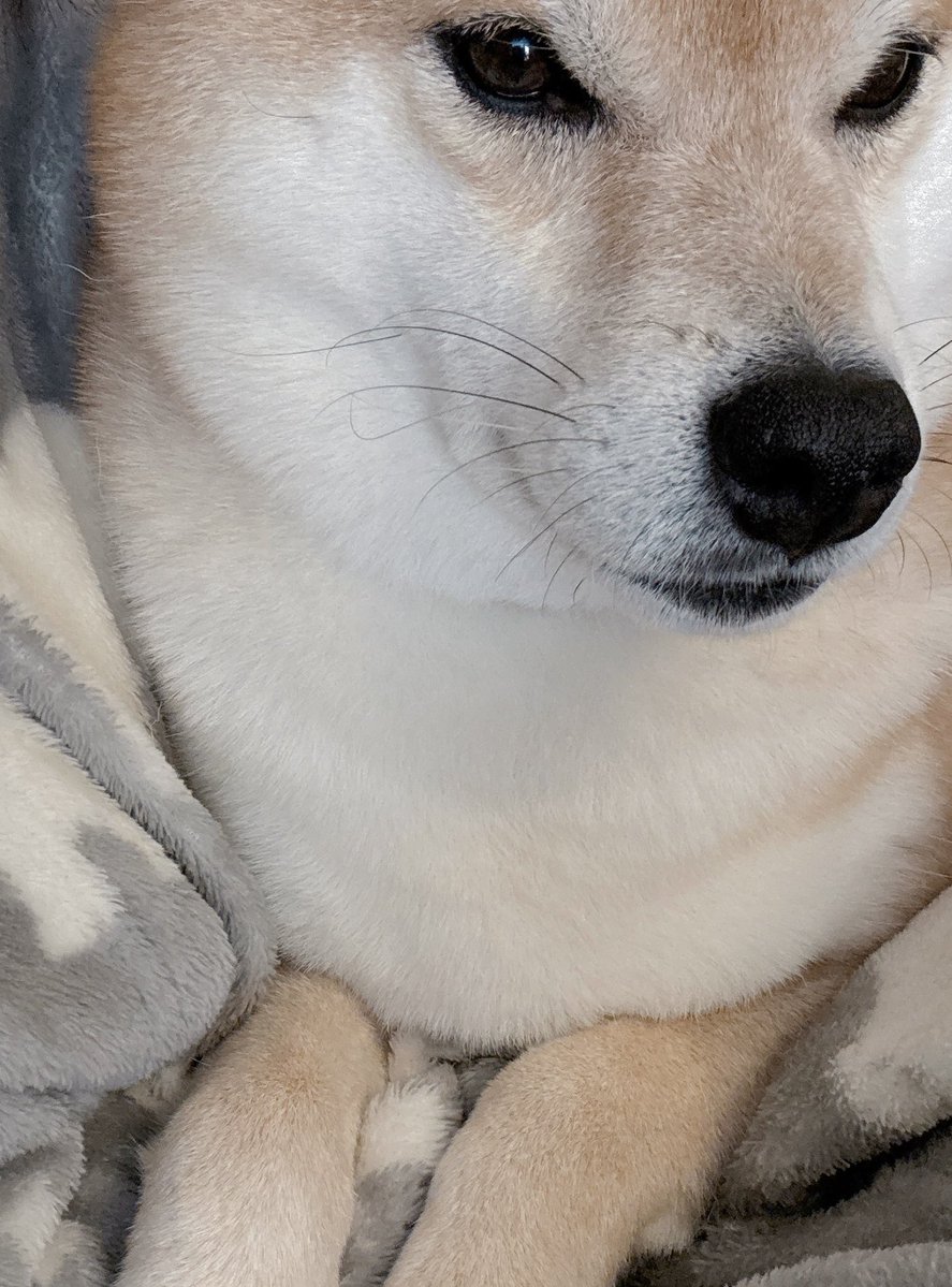 柴犬むぎ (@shiba_inu_mugi) / Posts / X