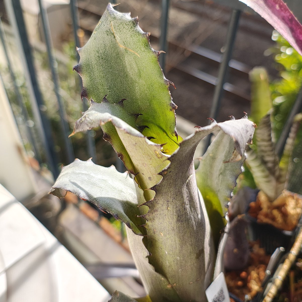 zero7652's tweet image. 1年頑張ったご褒美に前から欲しかったサンドラマウンテンをお迎え✨勿論自腹で‥😂