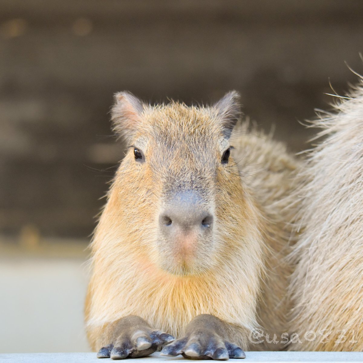 うさ＠カピバラだらけ (@usa0831) / Posts / X