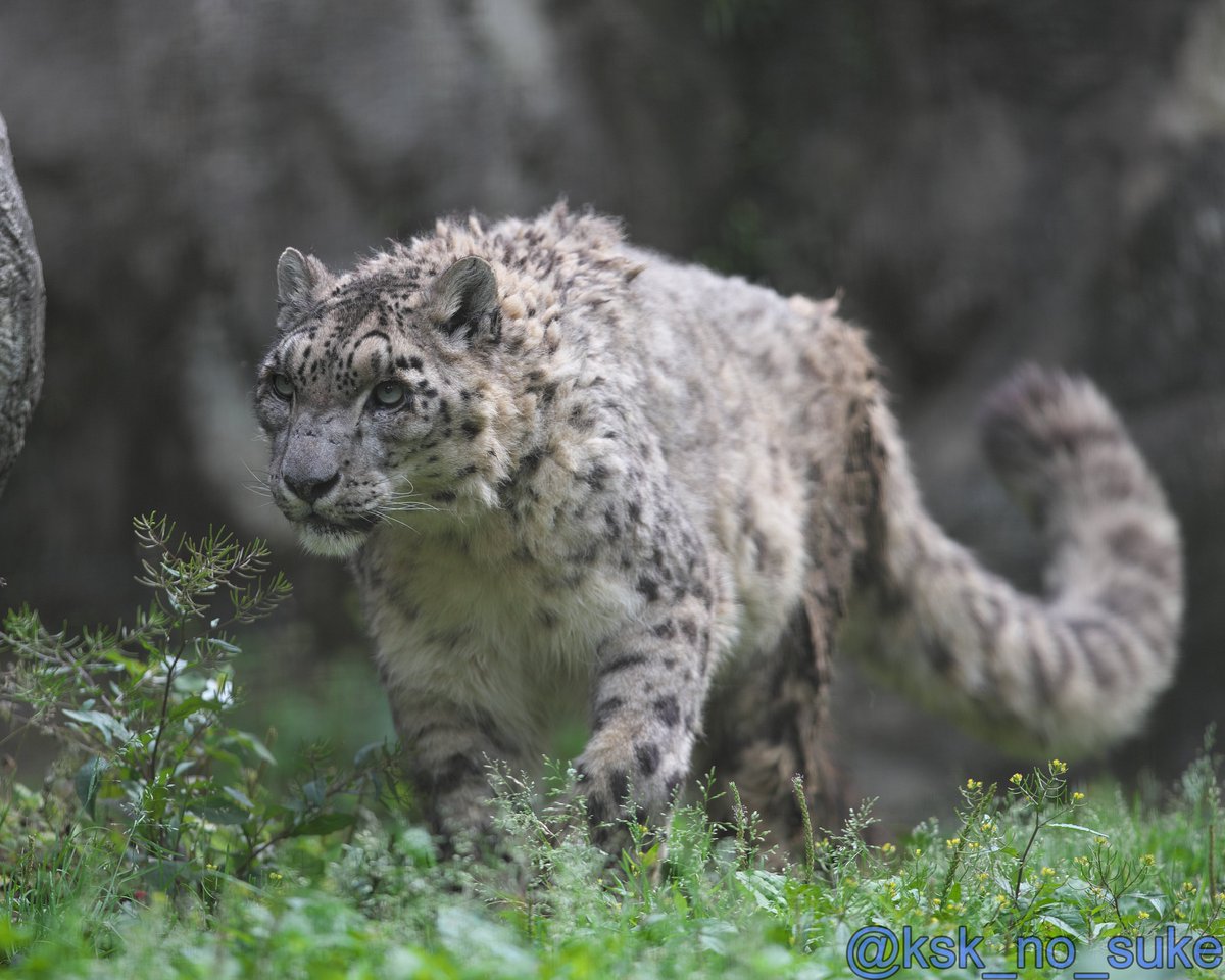 けーすけ (@ksk_no_suke) / Posts / X