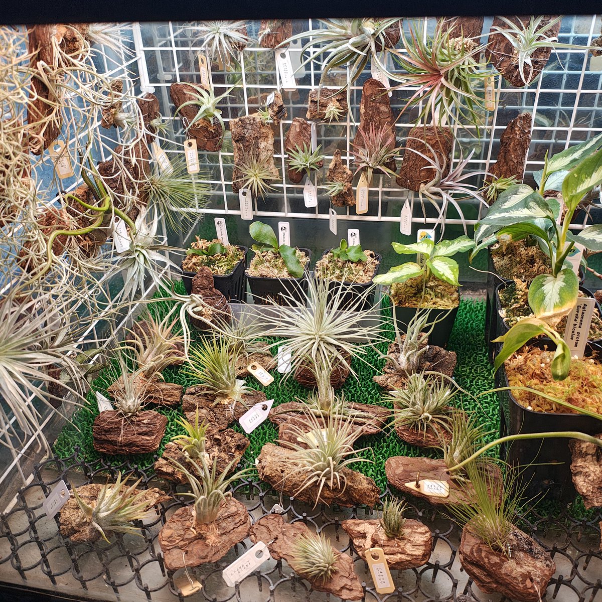 zero7652's tweet image. 室内水槽内は圧倒的にイオナンタばかりです✨😂