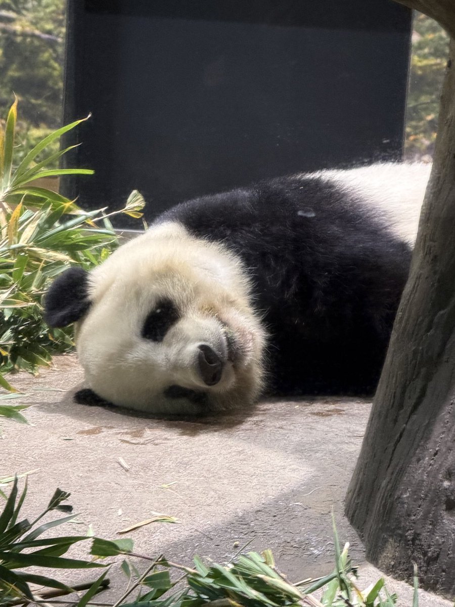 27kenmore1's tweet photo. 上野動物園
レイレイ
シャオシャオ
ハシビロコウ
寅 https://t.co/jdngHM1okK