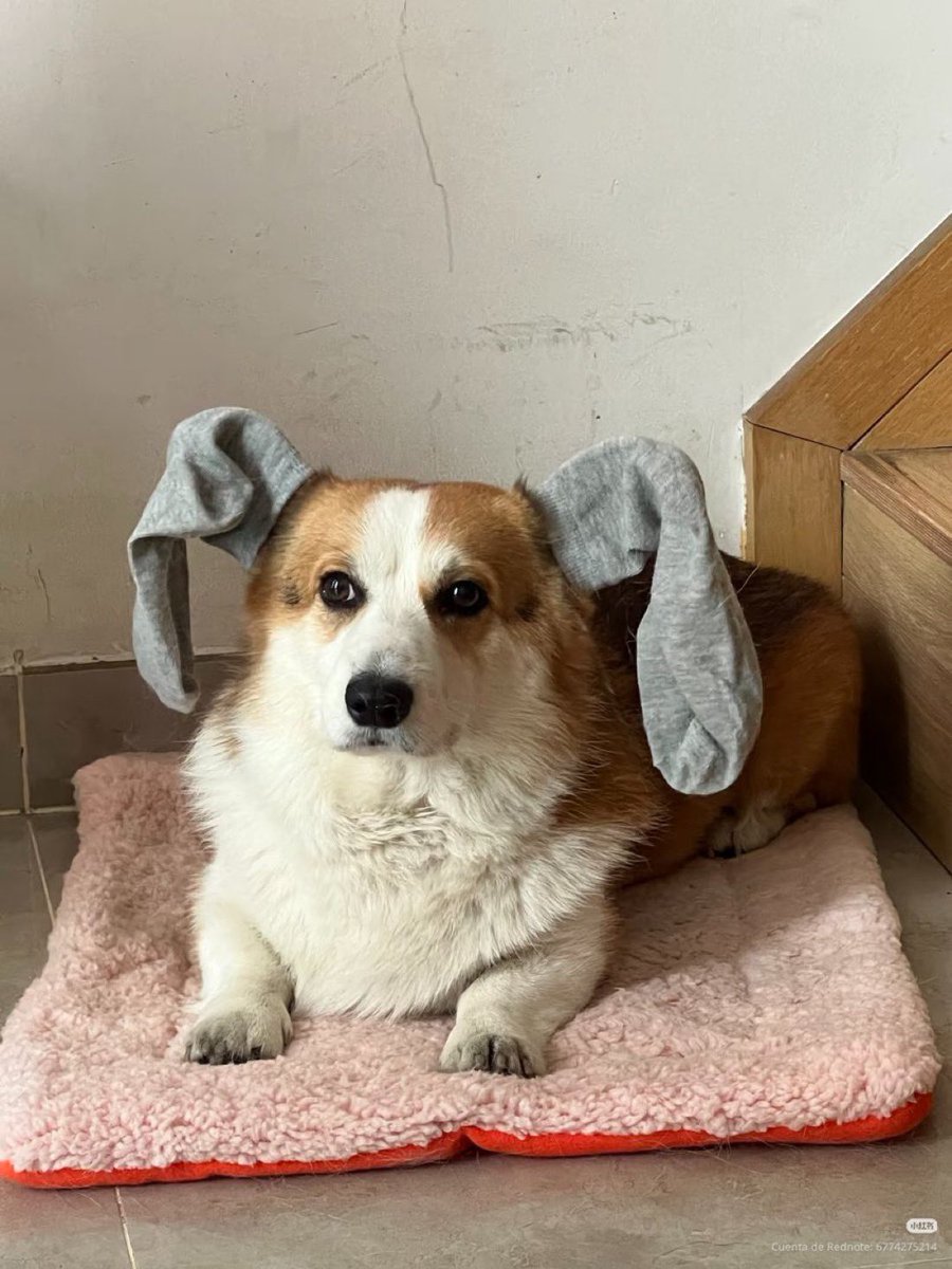 everything dogs 🐶 (@everythingdogss) on Twitter photo 