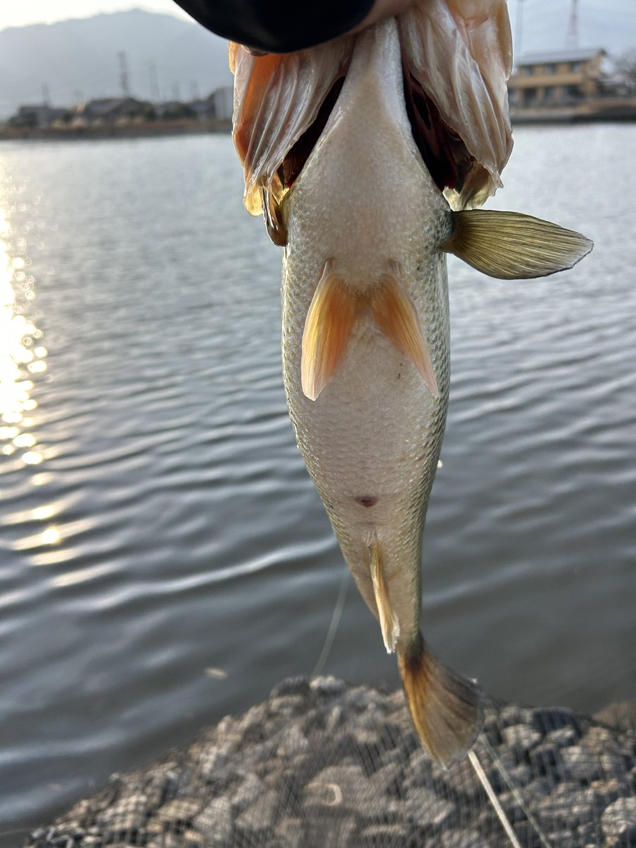 ⭐︎レイドジャパン　虎枠⭐︎ raidjapan