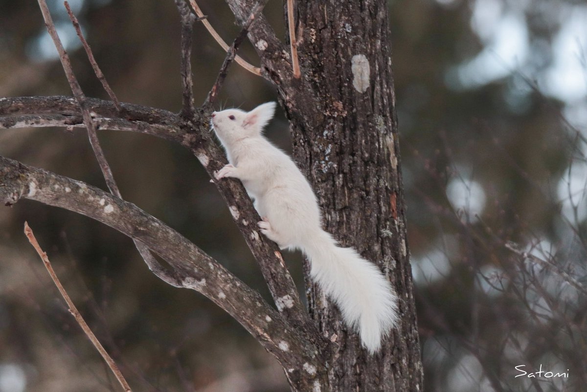 𝒮𝒶𝓉𝑜📷 tweet media