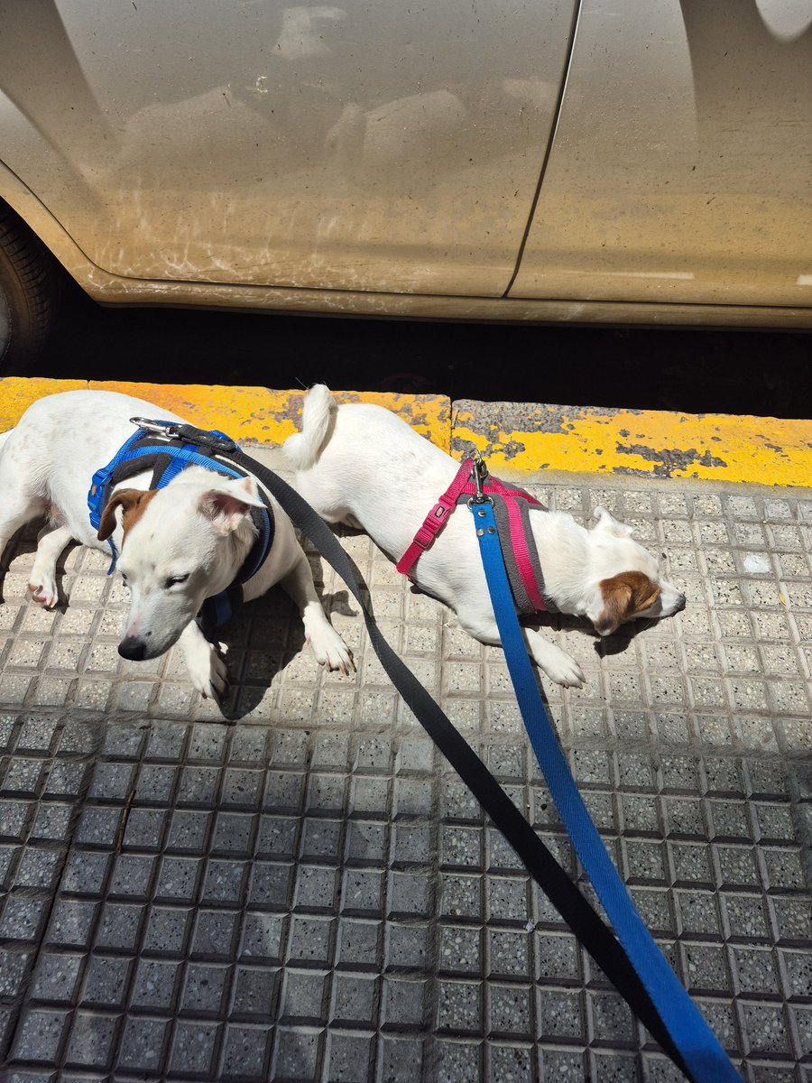 ElianaLeli's tweet photo. @agusrecomienda Mis perros hacen lo mismo cuando los saco a pasear temprano https://t.co/5bCTxMTiRr