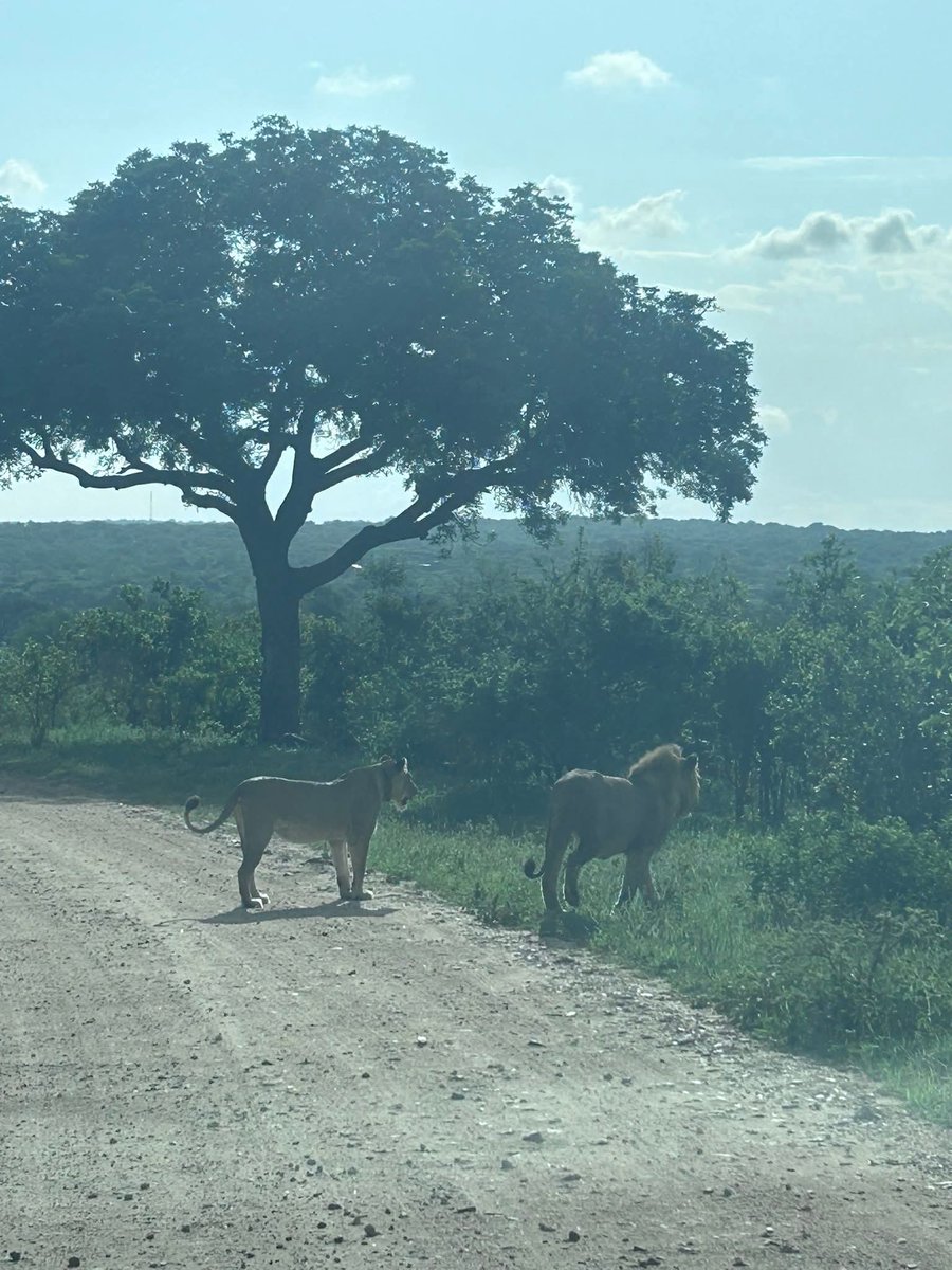 mmpurcell39's tweet image. Good morning ☀️