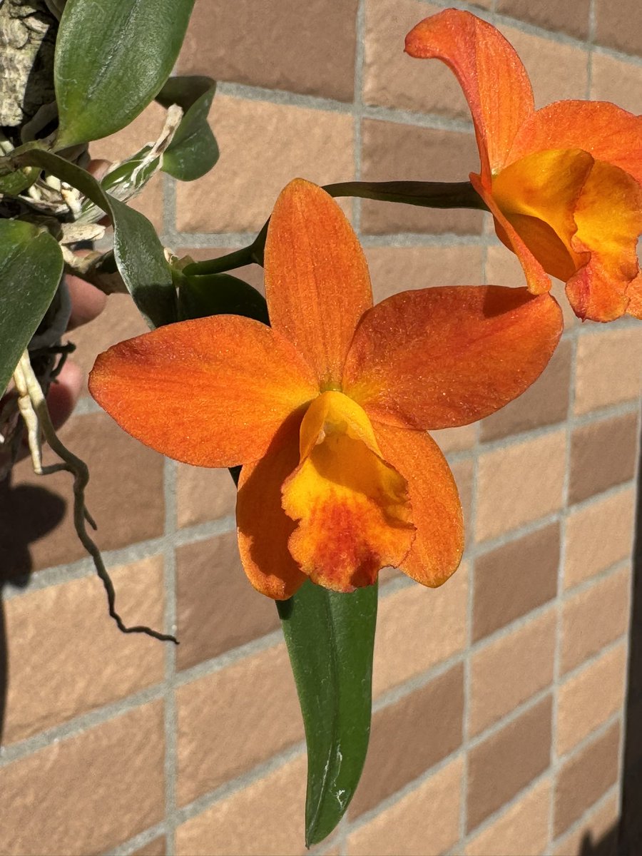 銘花クンシラン交配　テッサ×グロリア 入荷情報】2025.10.29｜【佐藤園芸】長野市でご自宅のエクステリアを