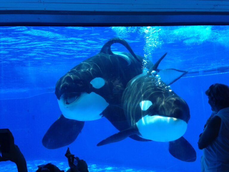 shamuustadium's tweet photo. btw yes im very sensitive about how tilikum is treated by the media he wasnt some psychopath orca who enjoyed killing people infact its the complete opposite, he loved playing with his trainers and was described as a gentle giant by all of his trainers too https://t.co/ddaxgRt6Dx