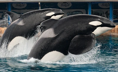 shamuustadium's tweet photo. btw yes im very sensitive about how tilikum is treated by the media he wasnt some psychopath orca who enjoyed killing people infact its the complete opposite, he loved playing with his trainers and was described as a gentle giant by all of his trainers too https://t.co/ddaxgRt6Dx