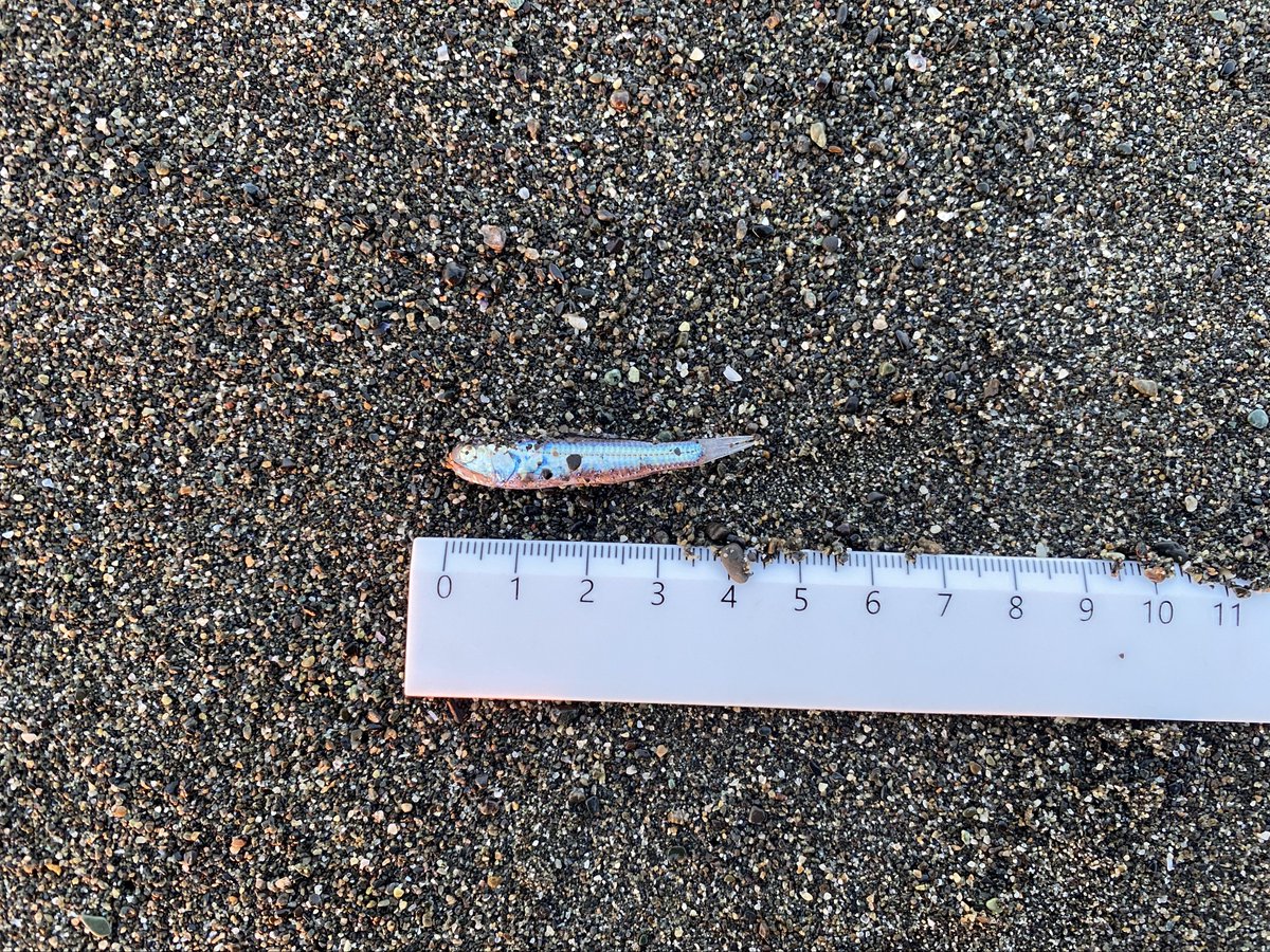 みゅう (@myuuu1350) / Posts / X