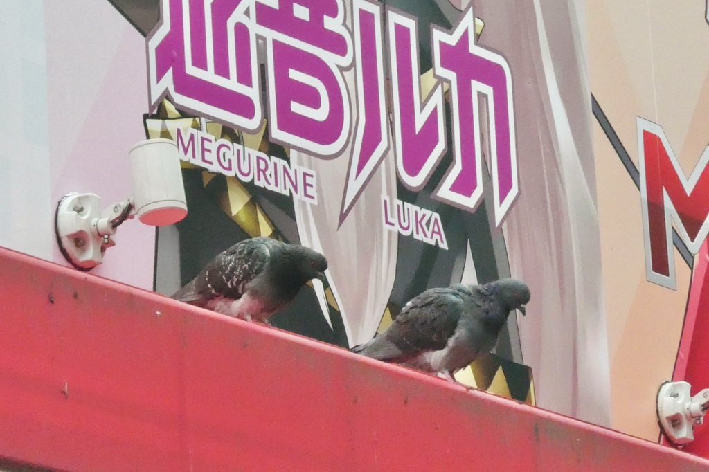 4枚目の鳩のかっこよさときたら…