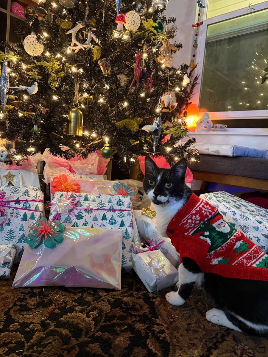 Holiday handsome boy! 🤵‍♂️🎄🎁 I found out that he is 6 years old.