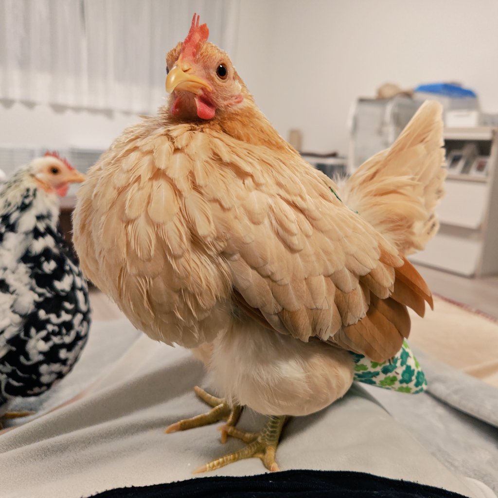 ポポチョロ🐦💨 (@1b4fc39ec9e04d3) / Posts / X