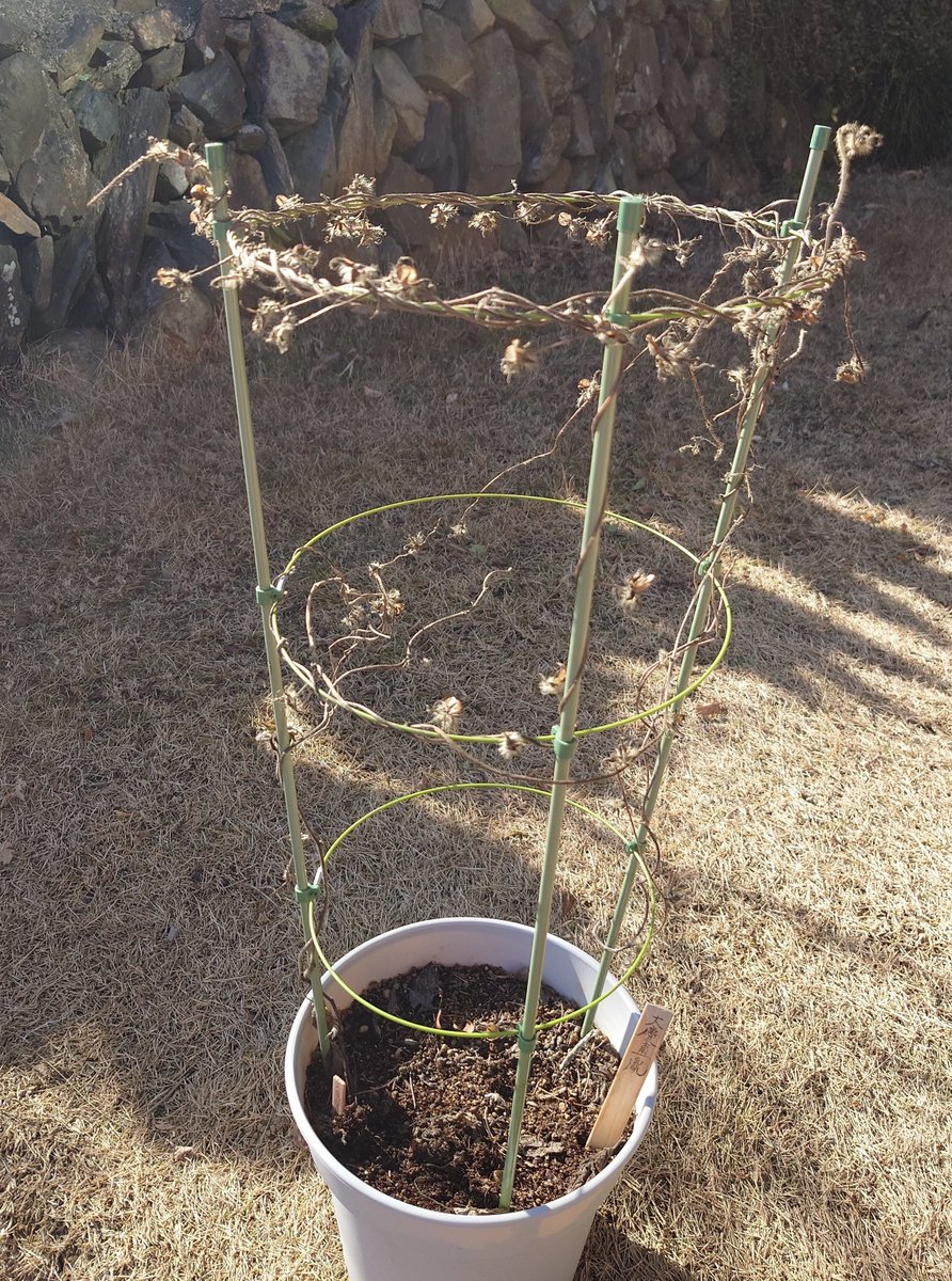 alm_tomato's tweet photo. 大掃除ー！！
ってことで、種子の成熟がよく分からなくって、植えたままだった朝顔の種子を色毎にやっと採取したよ！

どうだろう、来年発芽できるか心配…

選別して、正秀にもお裾分けしよ〜♪
清麿くんは要るかな？

来年も種買って、あやめ色みたいな花弁の朝顔咲いたら嬉しーなっ

#なおたね日記 https://t.co/iwi54A6PEc