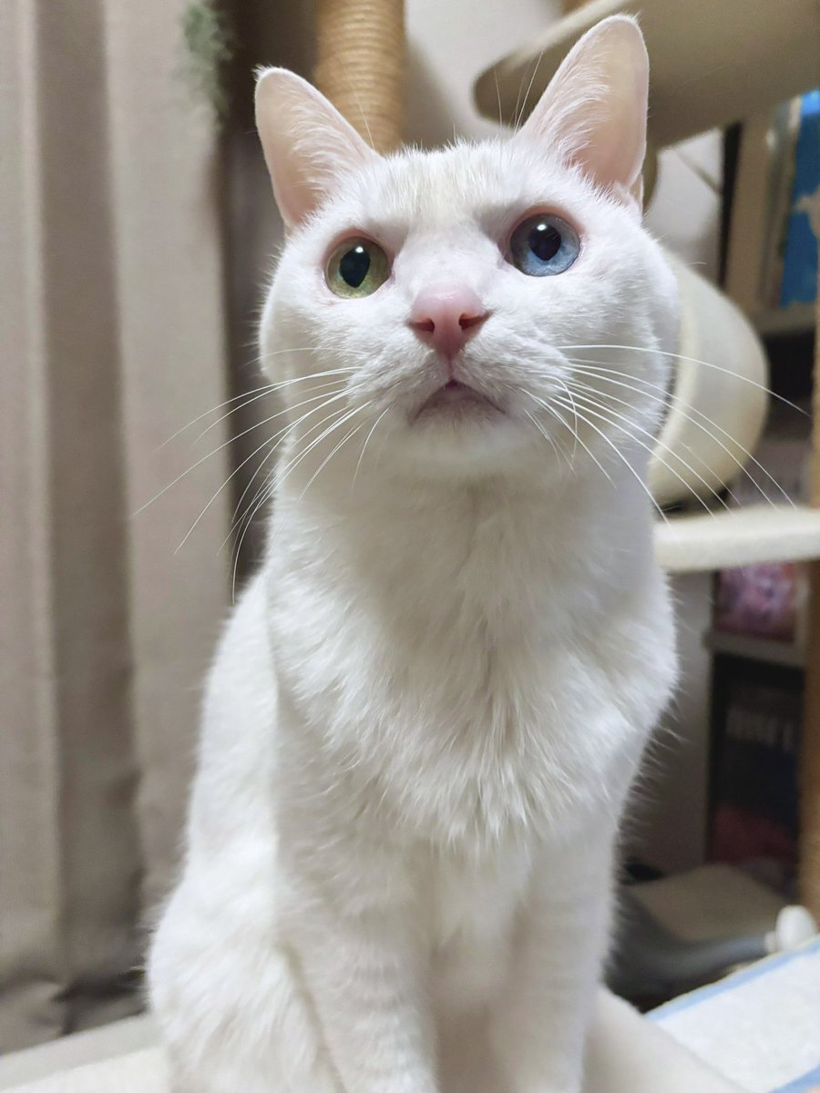 2025年もあと半日…
たくさん仲良くしていただきありがとうございました✨
2026年もどうぞよろしくお願いします！
よいお年をお迎えください🎍

#猫のいる暮らし　#猫のいる幸せ　#猫