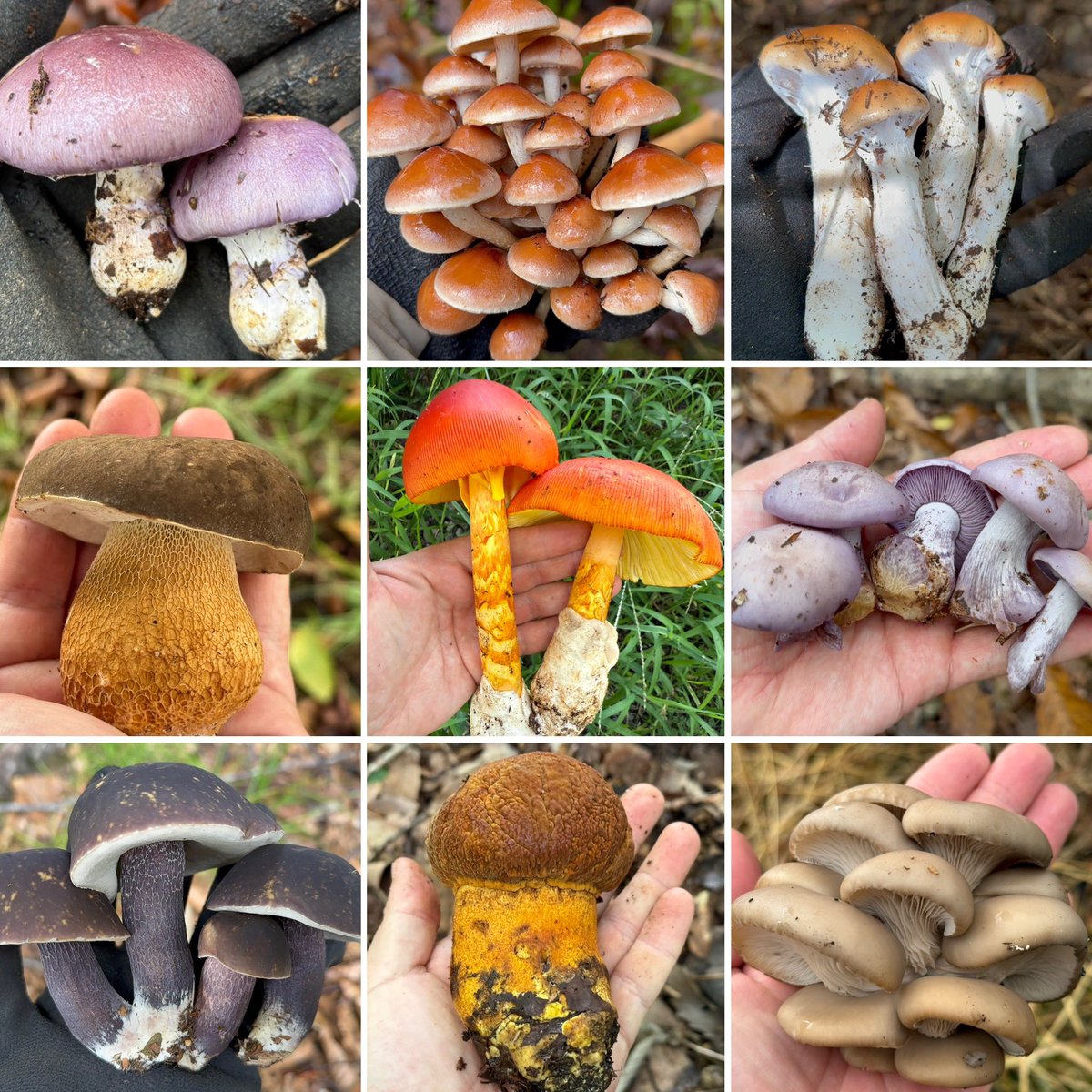 今年もありがとうございマッシュ✨🍄 写真は2025年美菌さんです！ 来年