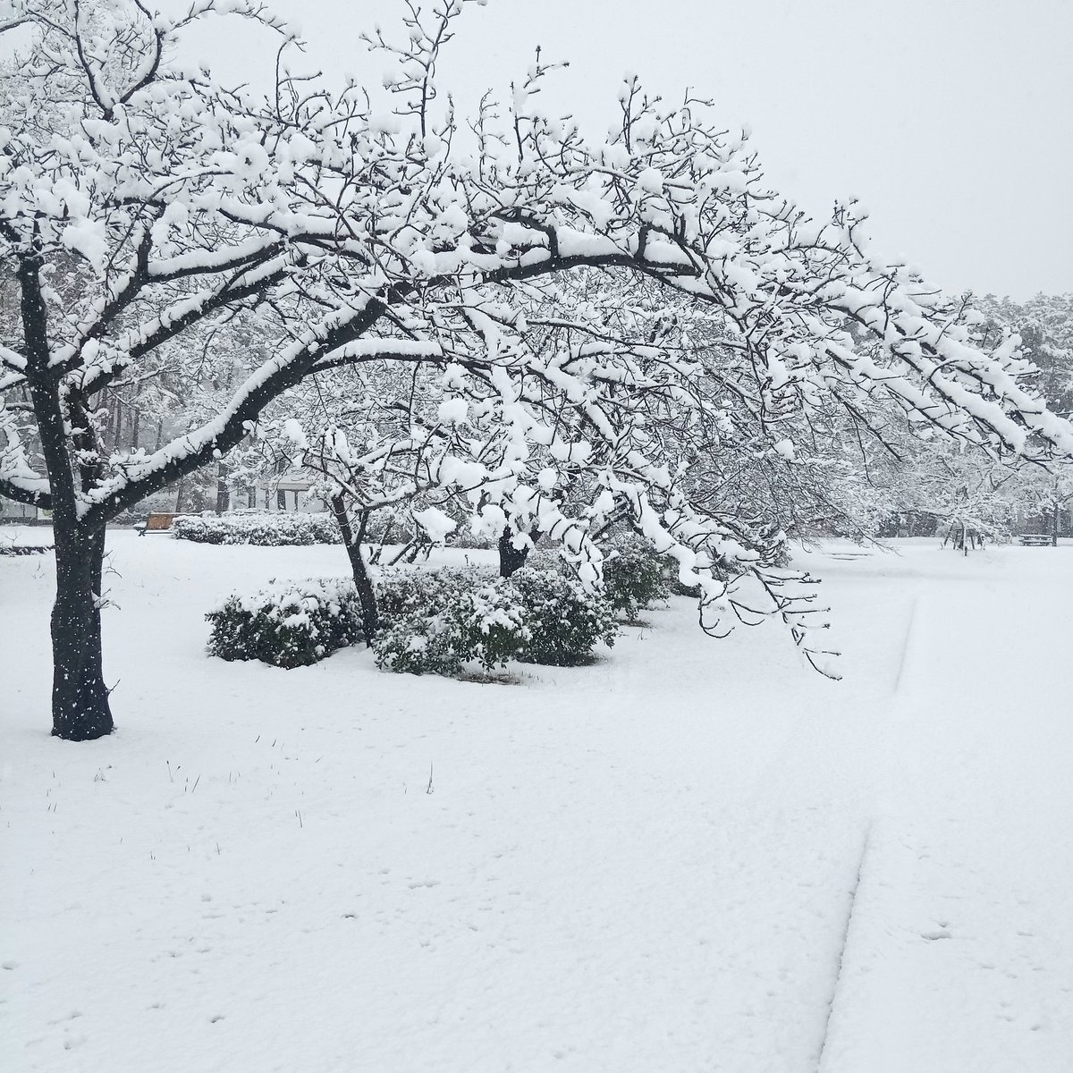 公園に来ています