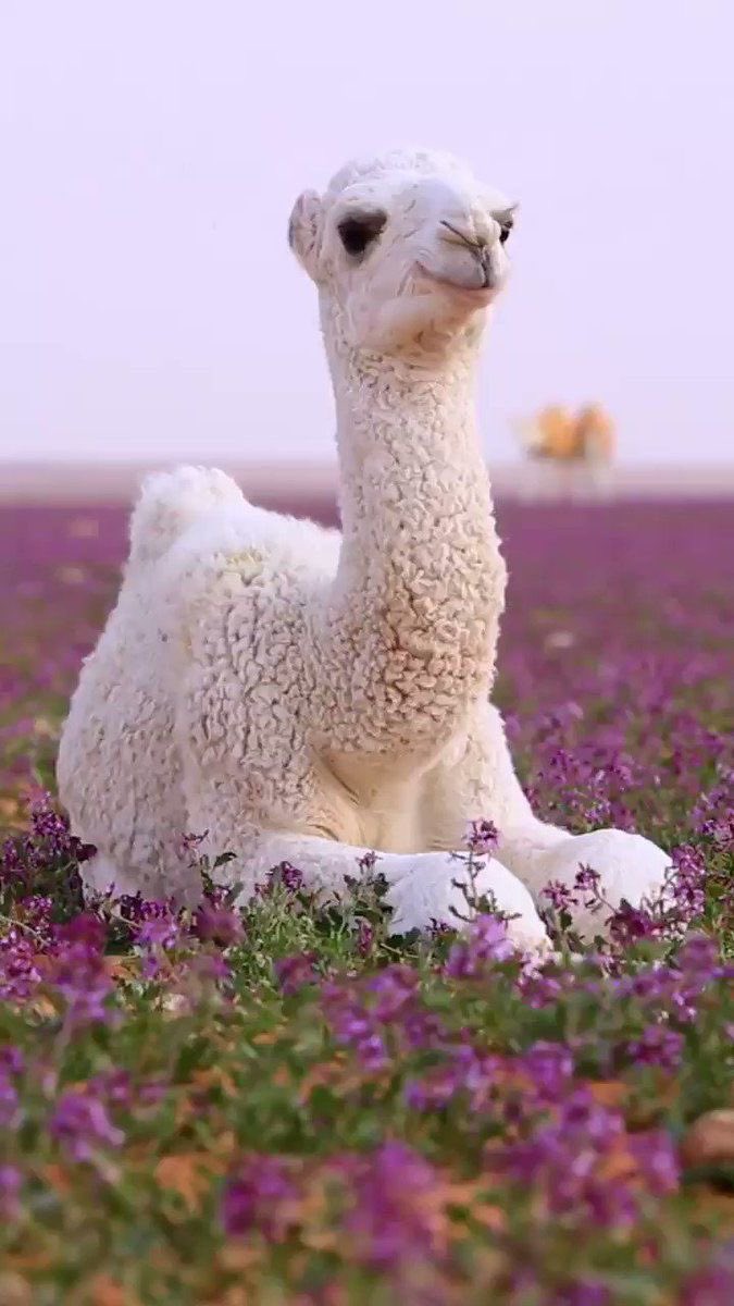 Kw_66's tweet photo. @Sahraachannel الاجابة : 

نعم 

@Sahraachannel 
،
،

،

.

.

.

.

.

.

.

.

💛

💙

🐪
🐪
،
،
،
،
،

٠
🐪

،
🐪
🐪
،
،
،
،
،
🐪

،
،
🐪
🐪
،
،
،
،
🐪

💙

💛

💙

🐪

،

🐪

🐪

🐪

🐪

🐪

،
،

.
.

.

.

.

.

💛

💙

💛

💙

💛

💙

#مجلس_الصياهد
#صفوة_المهيدب
 استغفرالله https://t.co/vhDgPA4hNB