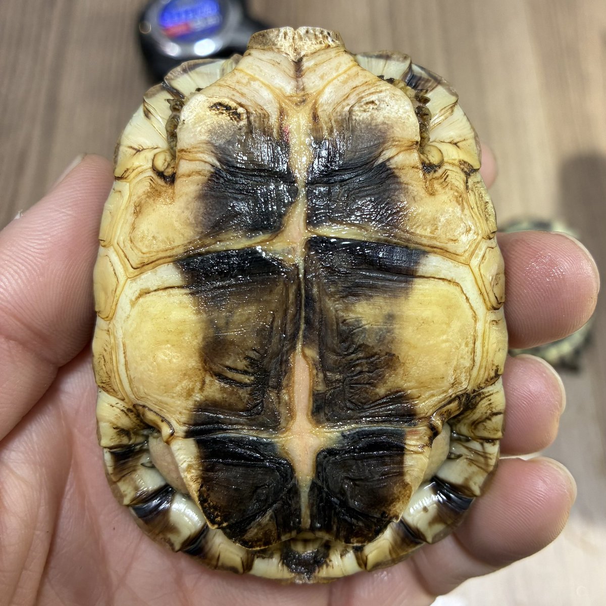 集合写真はあくまで全身洗っての外観チェックついで。ああこれが噂に聞く症状か。こうなる個体とならない個体、その傾向からベターな修正方法を考えていく。
#ChersinaAngulata