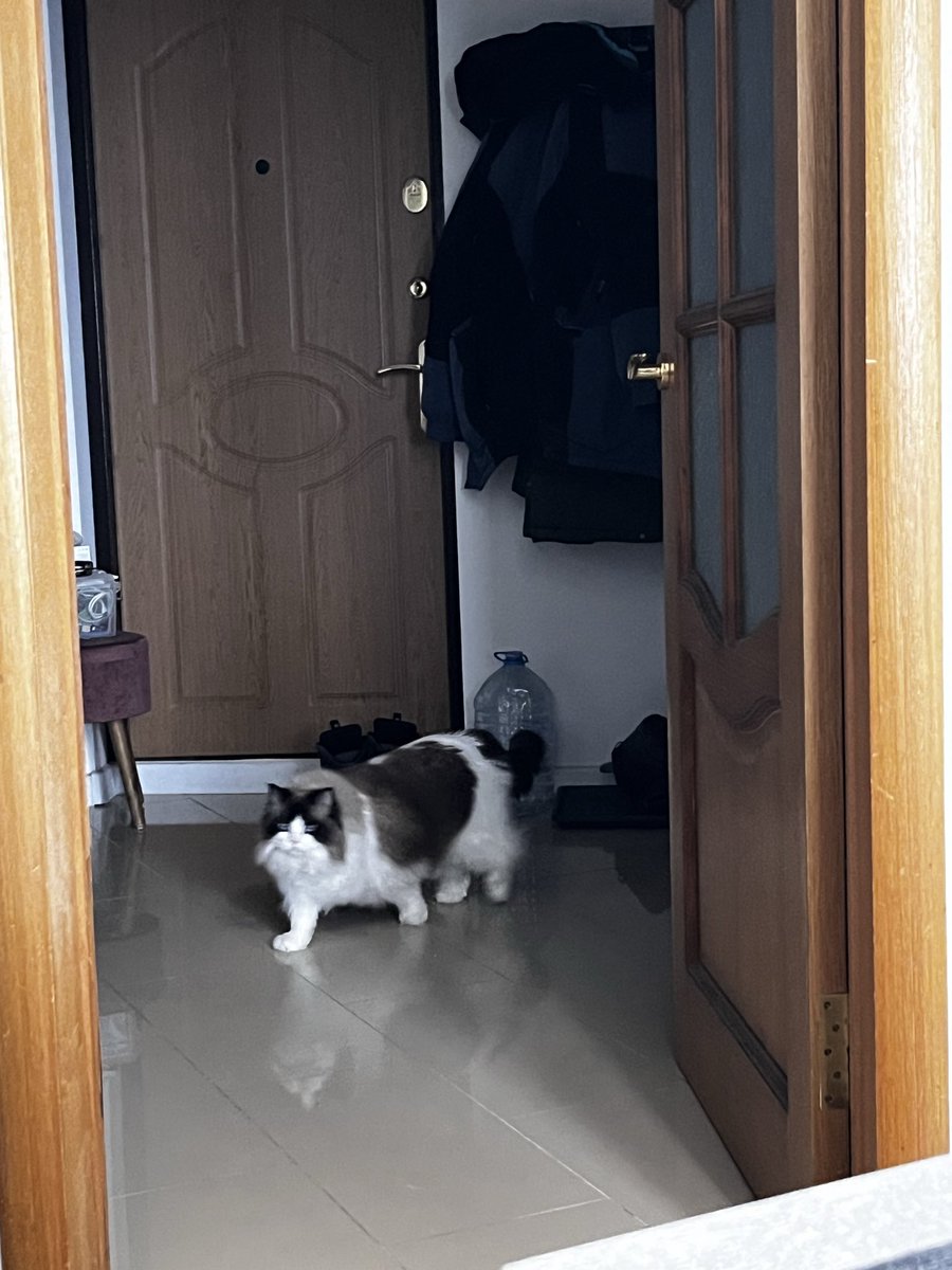 Кобра-чикен tweet media