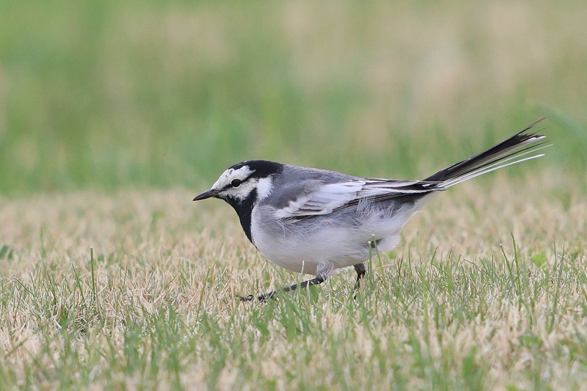 とりとり tweet media