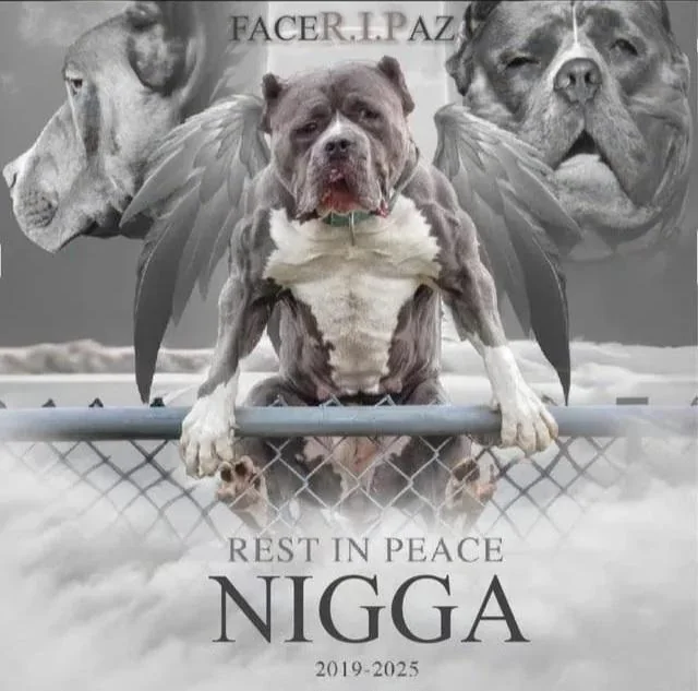 cremieuxrecueil's tweet image. We have to euthanize the breeders.