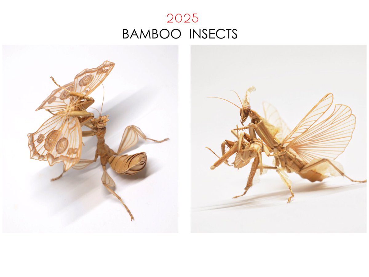 齋藤 徳幸 BAMBOO INSECTS 昆虫竹細工 (@noriji_s) / Posts / X