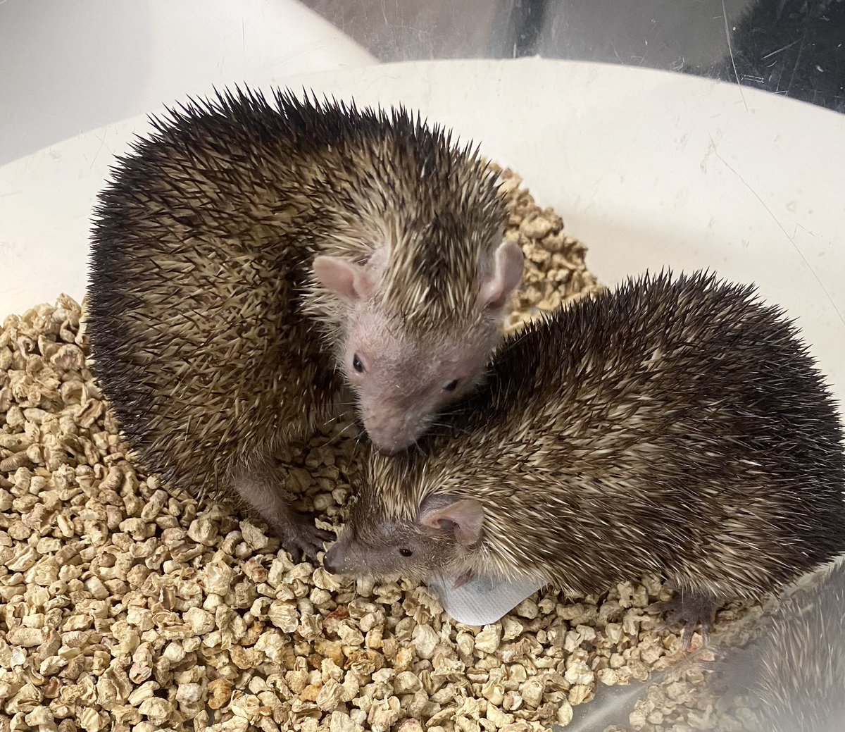 お迎え報告♥
#ヒメハリテンレック の女の子本日新しいご家族様の元へお迎えされました🏠🎀
先住ちゃんも新潟店でお迎えしてくださった子なので安心です🎶
寒い中お迎えありがとうございました！
お幸せにᖭི༏ᖫྀ